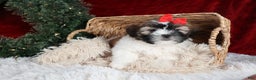 Shih Tzu dogs for sale: Joey - Ad 6