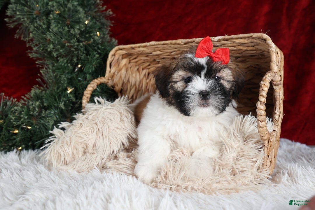 Shih Tzu dogs for sale: Joey - Ad 6
