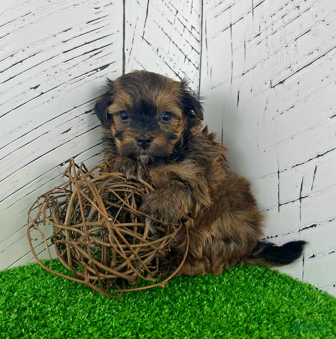 Havanese dogs for sale: Cooper - Ad 1