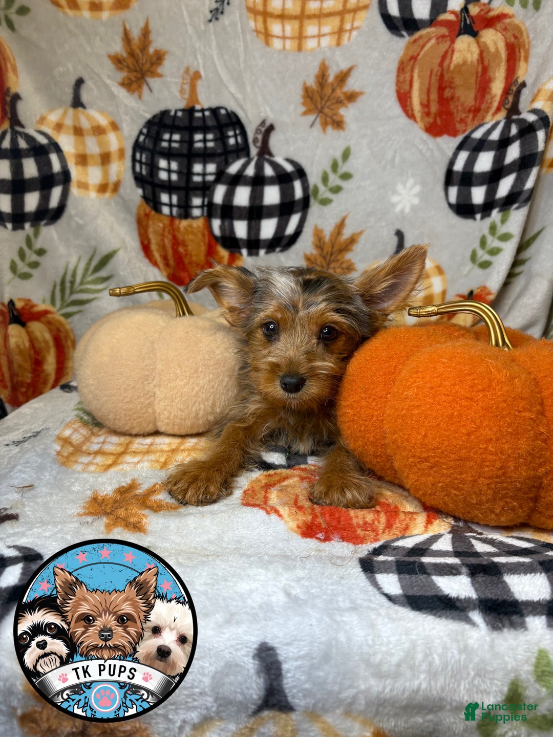 Yorkshire Terrier dogs for sale: Yorkshire Terrier Puppy 2 - Ad 2