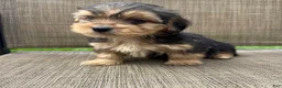 Yorkshire Terrier dogs for sale: 1 Pauly - Ad 3