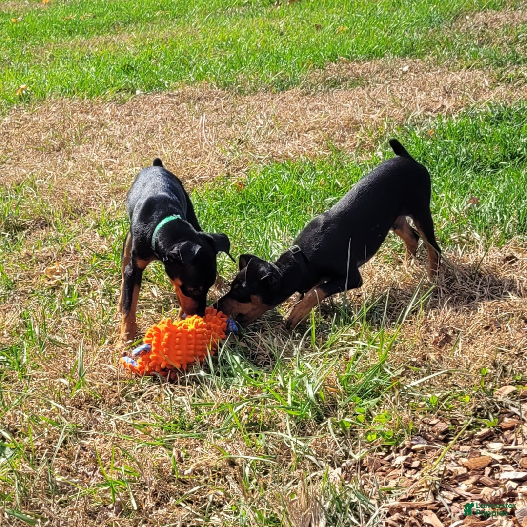 Miniature Pinscher dogs for sale: Miniature Pinscher Puppy 3 - Ad 5