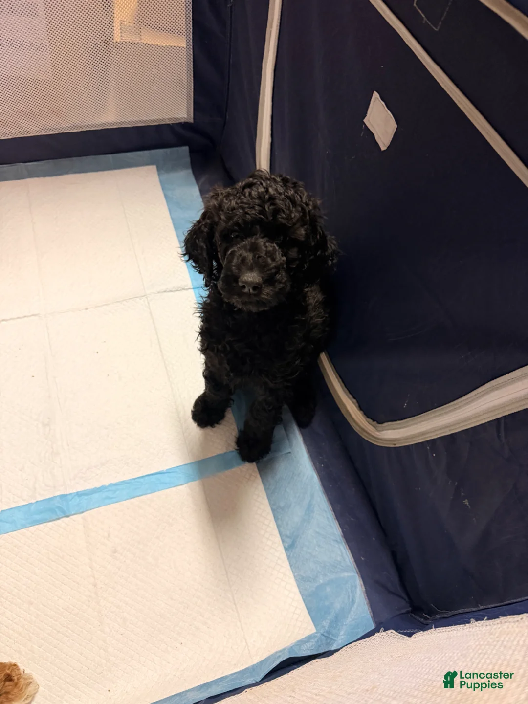 Goldendoodle dogs for sale: Goldendoodle Puppy 3 - Ad 1