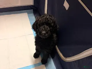 Goldendoodle dogs for sale: Goldendoodle Puppy 3 - Ad 2