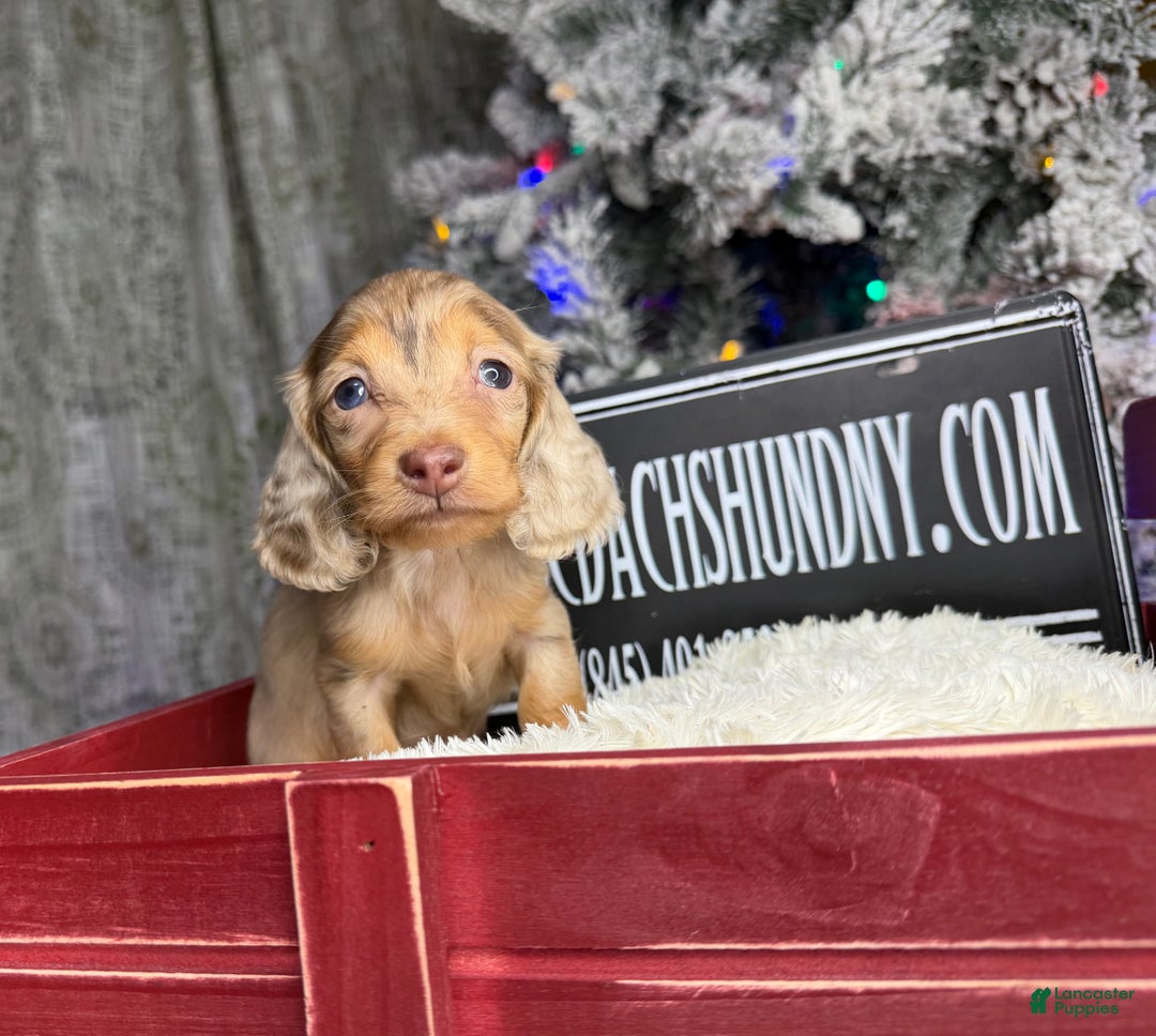 Miniature Dachshund dogs for sale: Bright blue eye - Ad 2