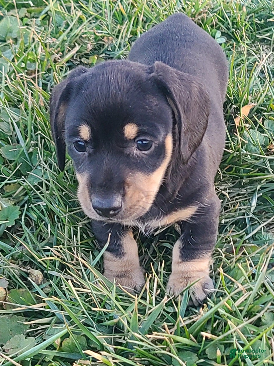 Miniature Dachshund dogs Fido - Ad 1