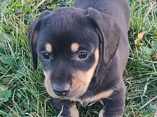 Miniature Dachshund dogs Fido - Ad 8