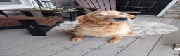 Golden Retriever dogs for sale: Lula - Ad 7