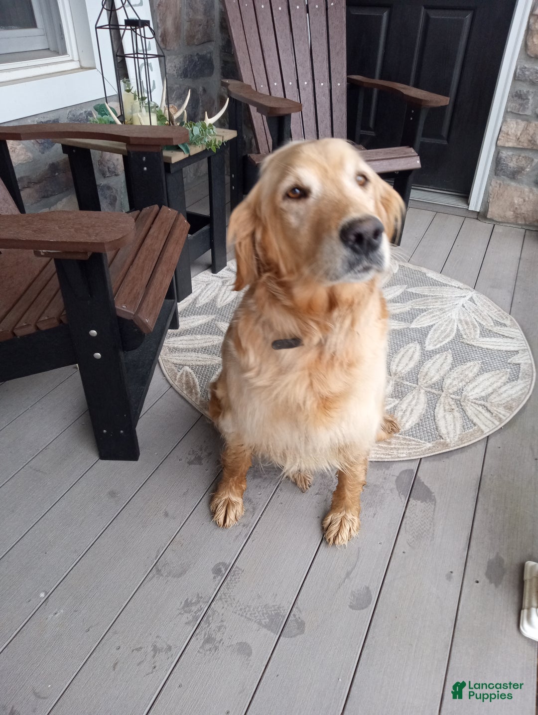 Golden Retriever dogs for sale: Lula - Ad 7