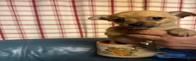 Chihuahua 2