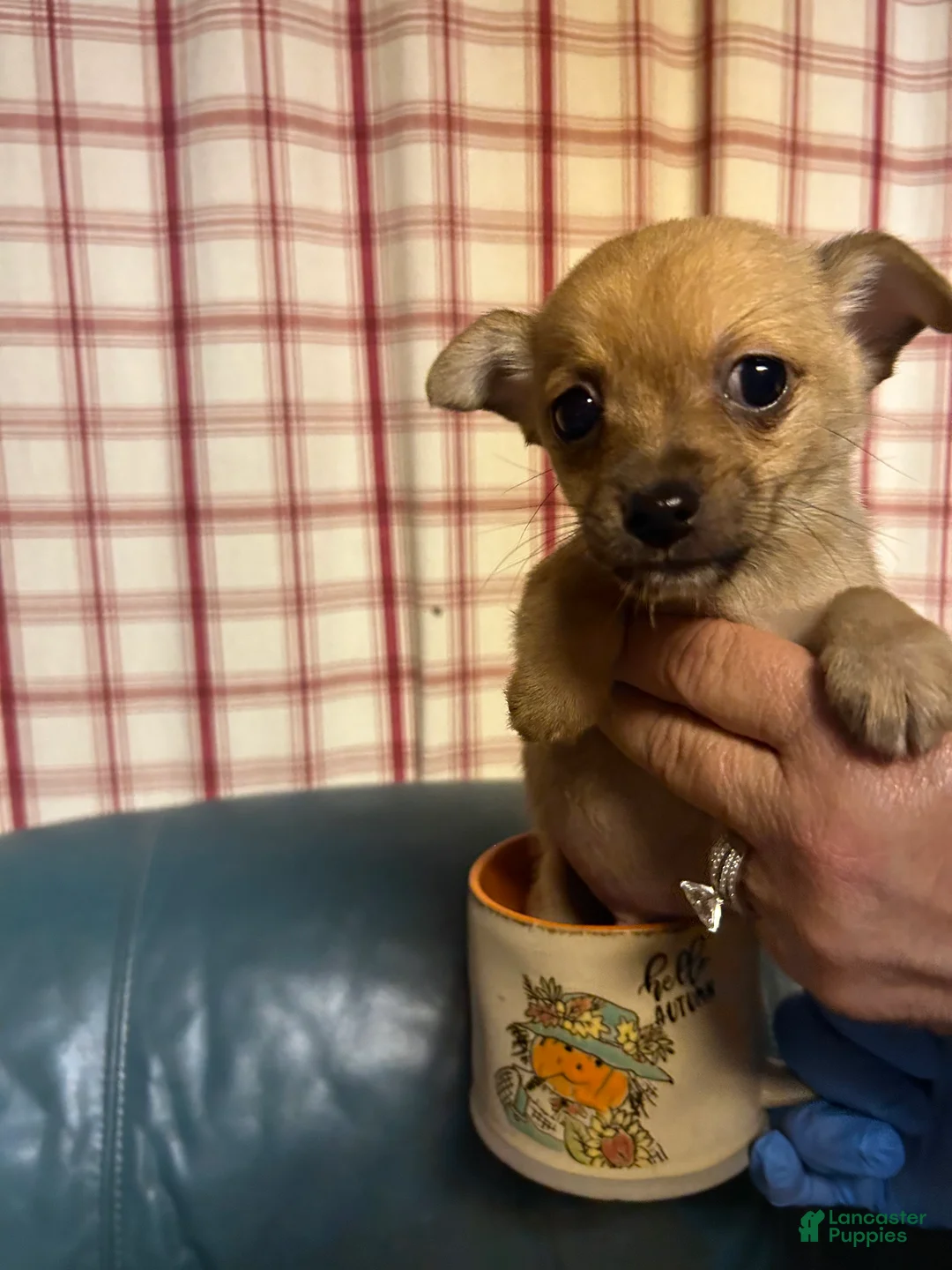 Chihuahua dogs for sale: Chihuahua 2 - Ad 1
