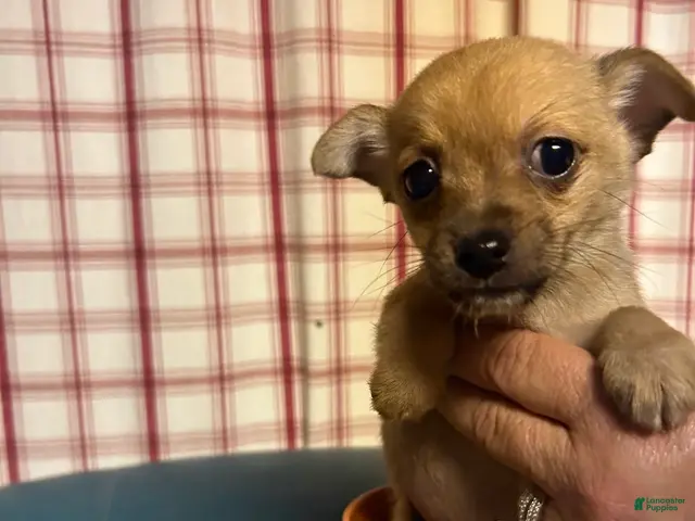 Chihuahua dogs for sale: Chihuahua 2 - Ad 1