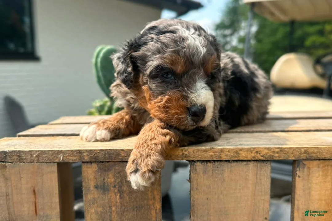 Mini Bernedoodle dogs for sale: Cherry - Ad 1