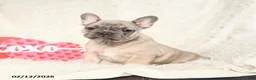 French Bulldog dogs for sale: Happy - Ad 2