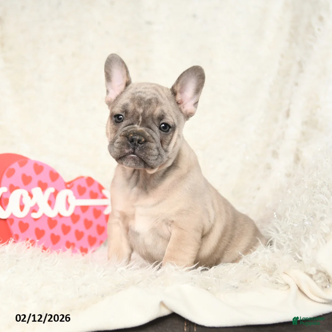 French Bulldog dogs for sale: Happy - Ad 2