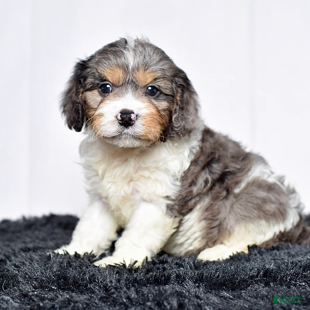 Cavapoo dogs for sale: Joe Wengerd - Ad 1
