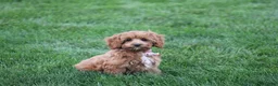 Cavapoo dogs for sale: Benni - Ad 4