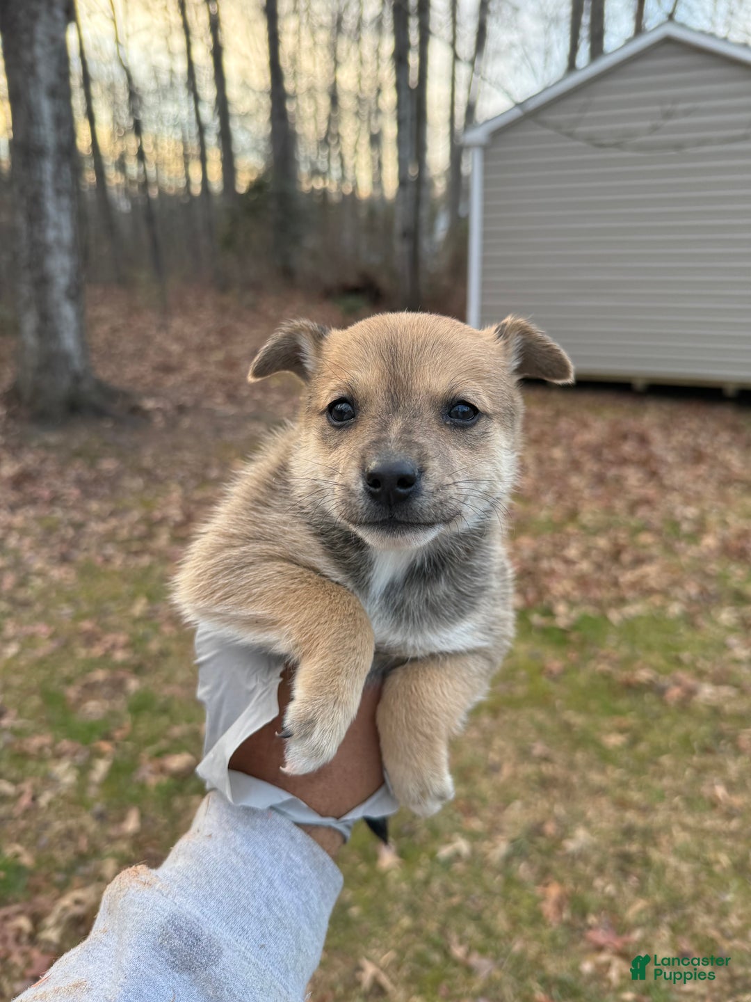 Pomsky dogs for sale: Pomsky Puppy 2 - Ad 2