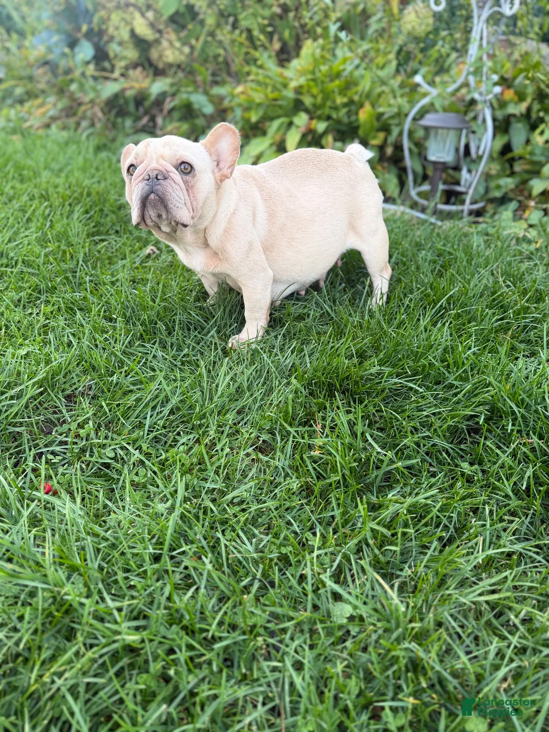 French Bulldog dogs for sale: French Bulldog 2 - Ad 2