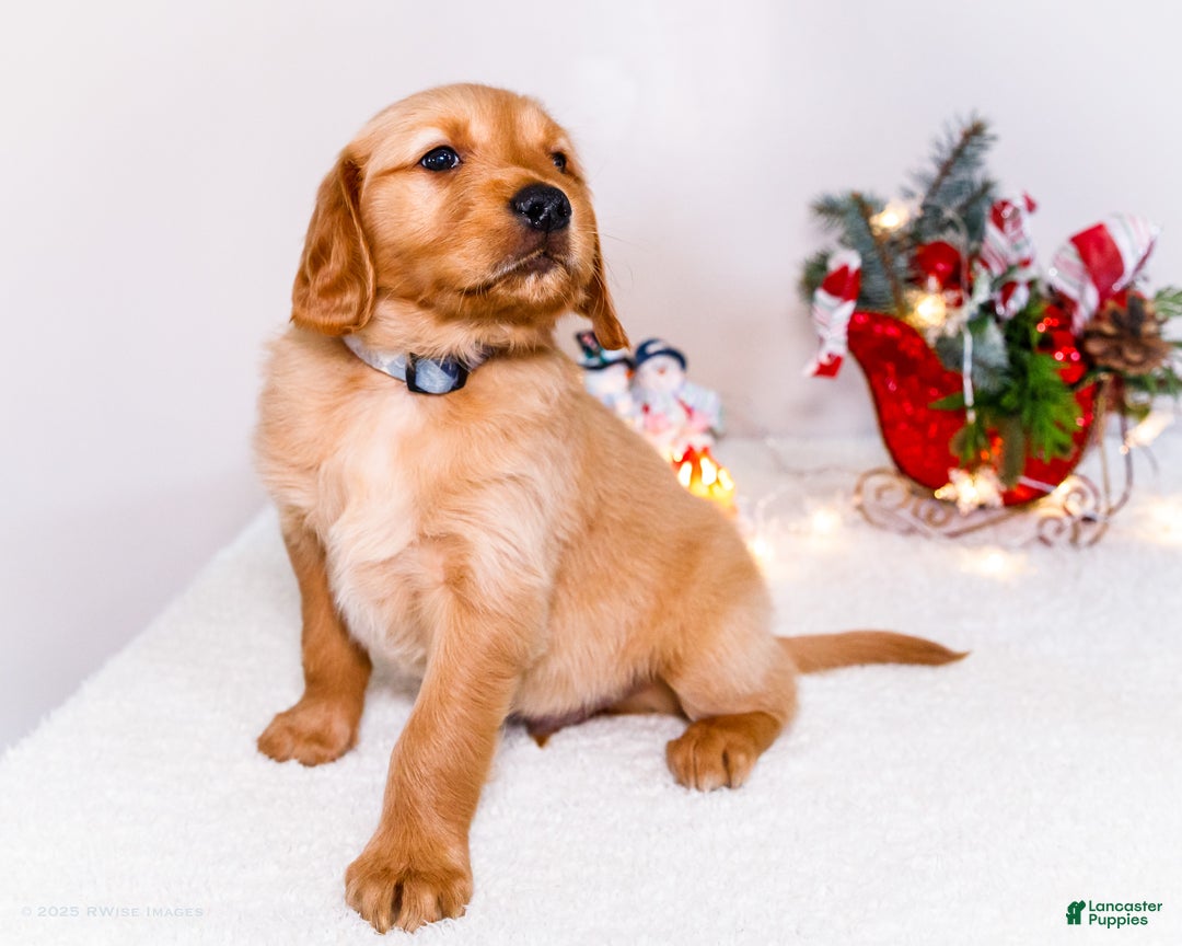 Golden Retriever dogs for sale: Colin - Ad 9