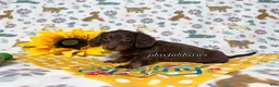 Dachshund dogs for sale:  AKC Chocolate & Tan Long Haired Female Dachshund ALL Clear - Ad 9