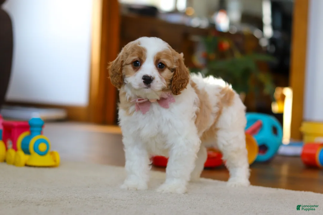 Cavapoo dogs for sale: Nova - Ad 5