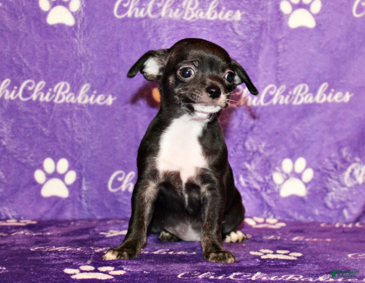 Chihuahua dogs Darcy - Ad 26