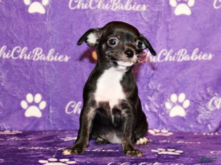Chihuahua dogs Darcy - Ad 26