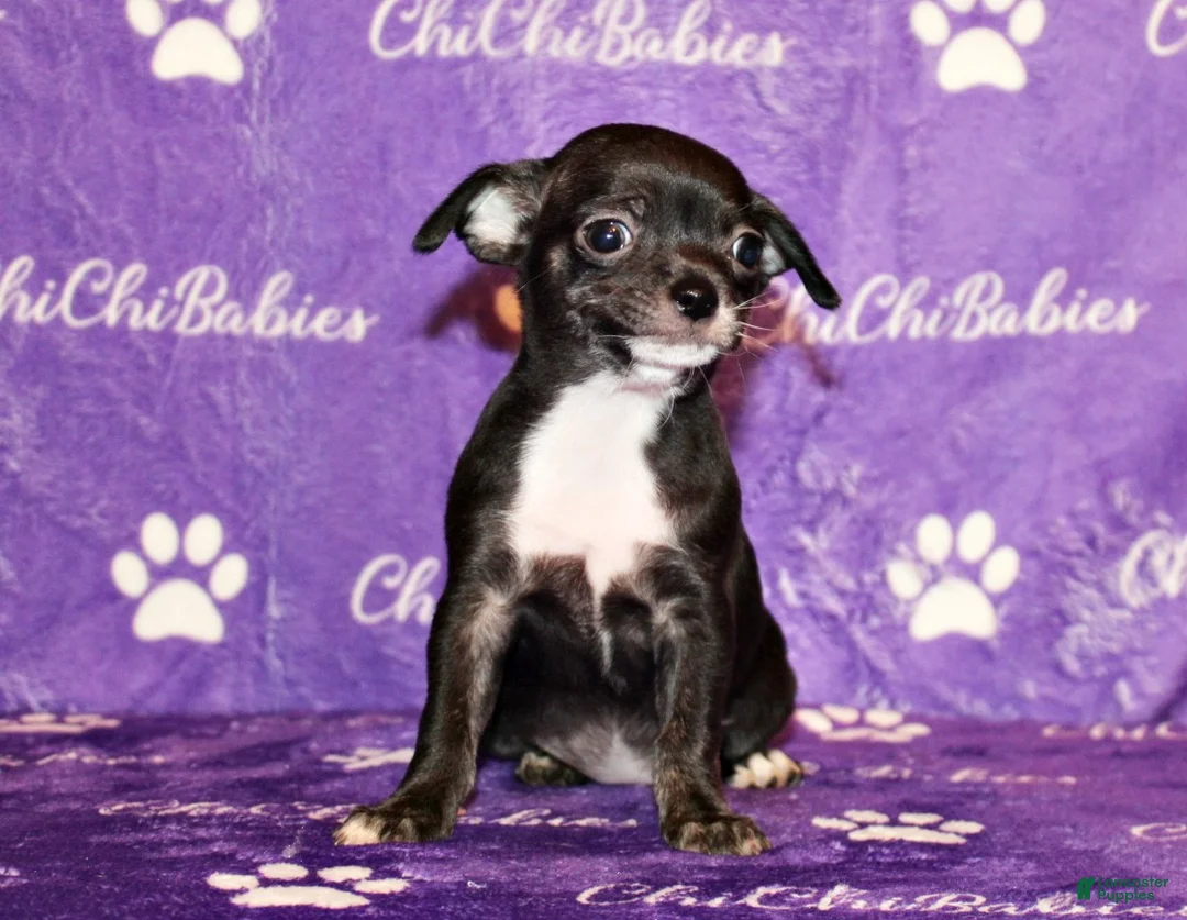 Chihuahua dogs for sale: Darcy - Ad 1