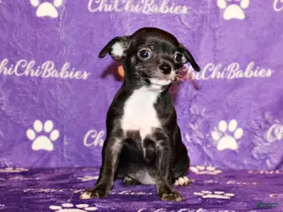 Chihuahua dogs Darcy - Ad 24