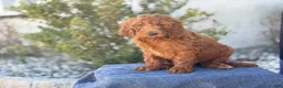 Goldendoodle dogs for sale: Arlo - Ad 3