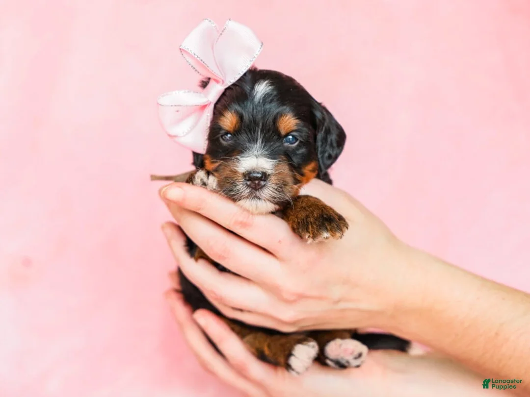 Mini Bernedoodle dogs for sale: Alta - Ad 1