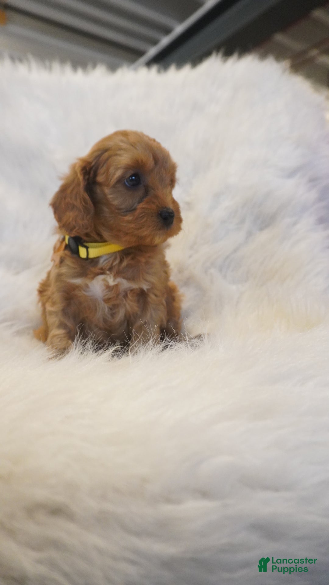 Cavapoo dogs for sale: Venus  - Ad 1