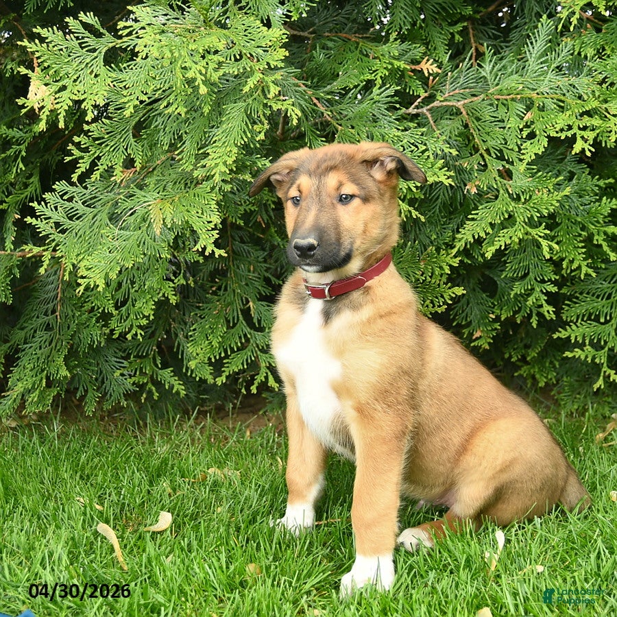 Mixed Breed dogs Erwin  - Ad 2