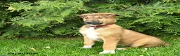 Mixed Breed dogs for sale: Erwin  - Ad 4