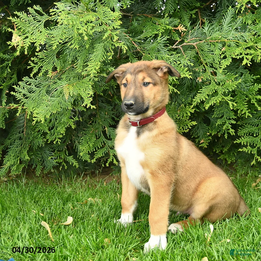 Mixed Breed dogs for sale: Erwin  - Ad 2