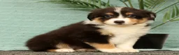 Miniature Australian Shepherd dogs for sale: Jade - Ad 4