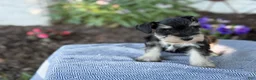 Miniature Schnauzer dogs for sale: Tereesa - Ad 4