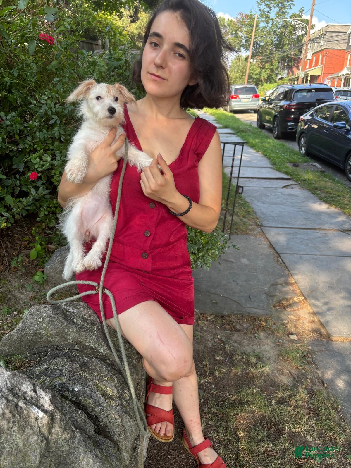 Morkie dogs Star - Ad 2