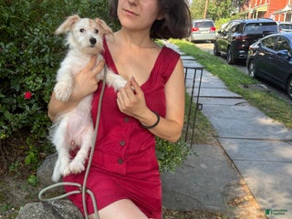 Morkie dogs Star - Ad 4