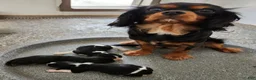 Cavalier King Charles Spaniel dogs for sale: #1 Male (Tippie's) - Ad 3
