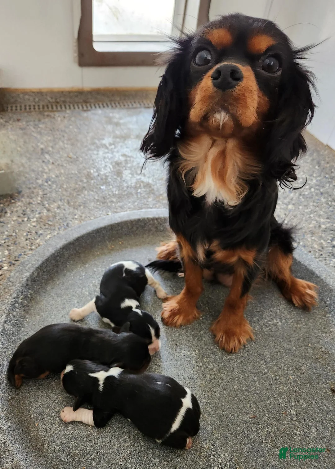 Cavalier King Charles Spaniel dogs for sale: #1 Male (Tippie's) - Ad 3