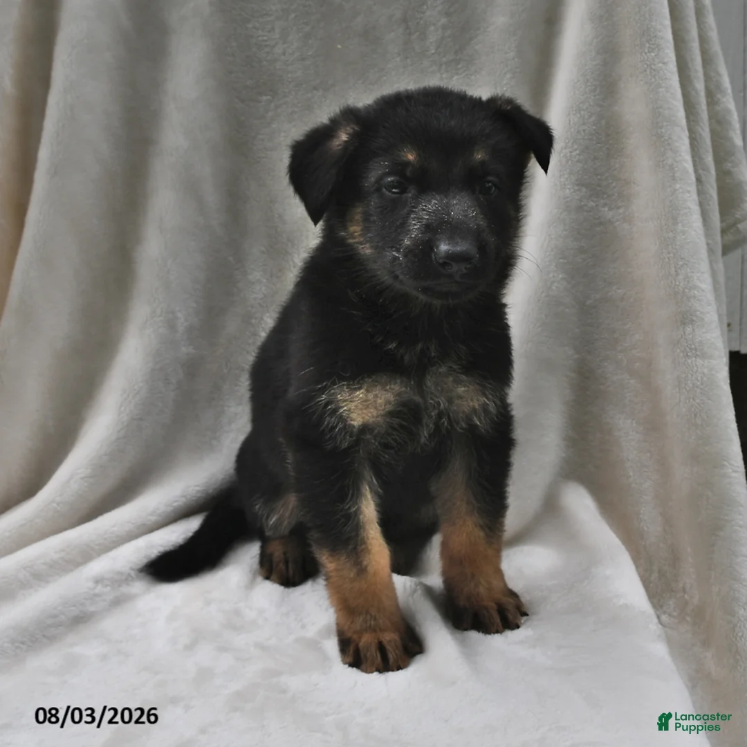 German Shepherd dogs for sale: Shadow - Ad 2
