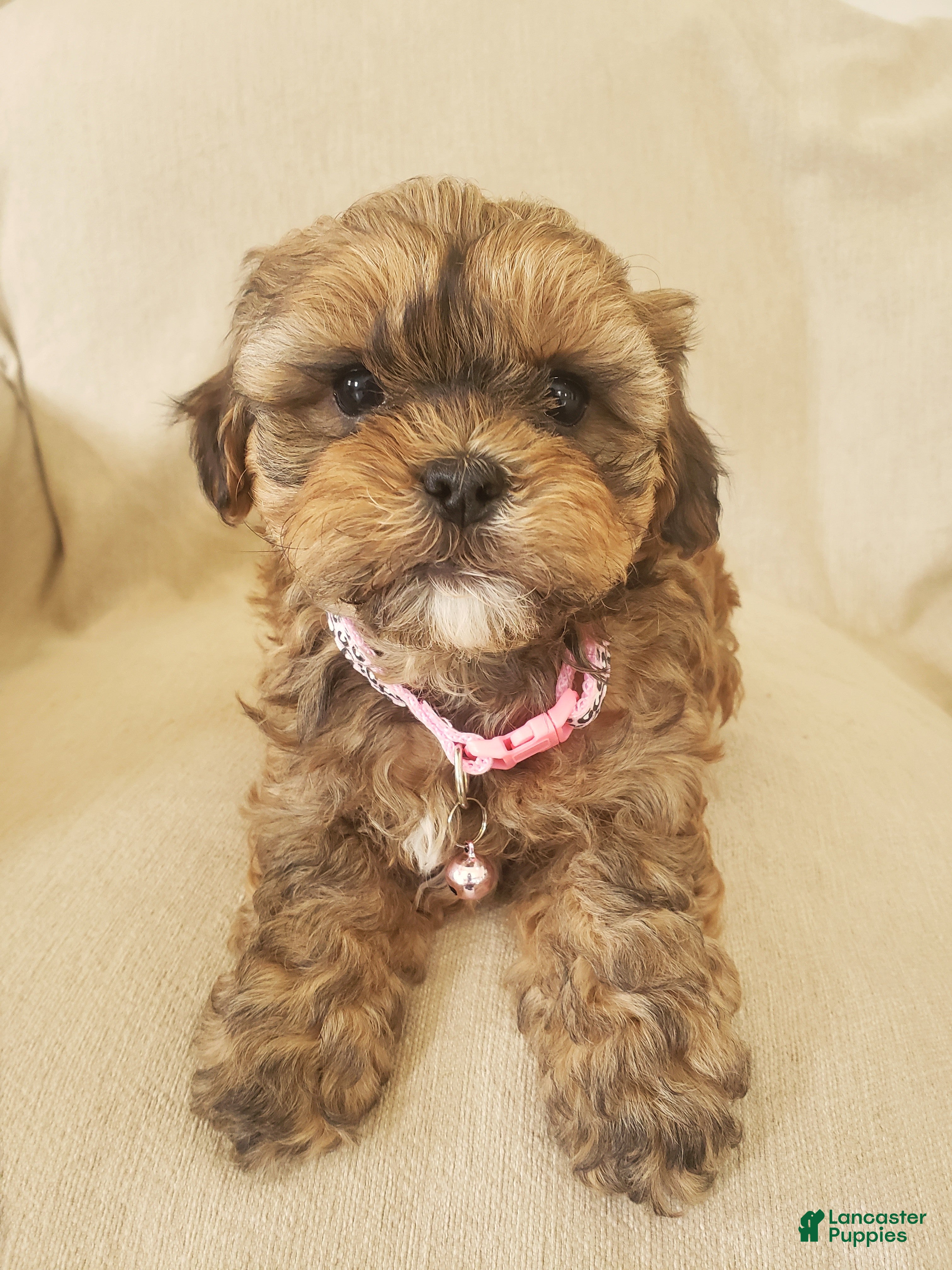 Shihpoo dogs CUDDLES - Ad 2