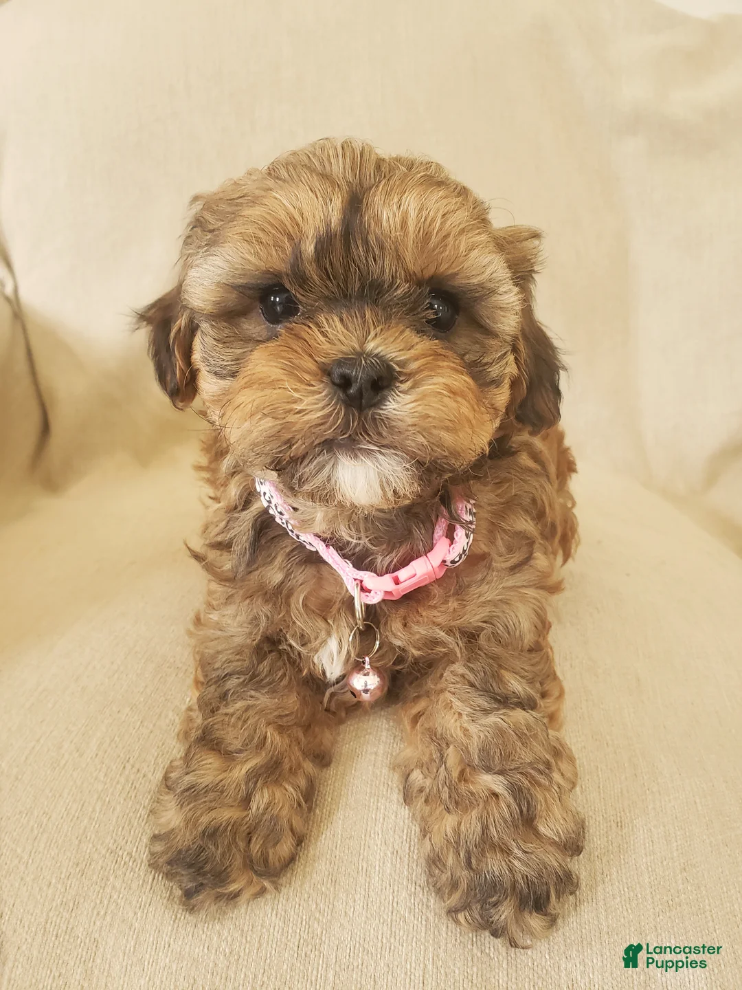 Shihpoo dogs for sale: CUDDLES - Ad 2
