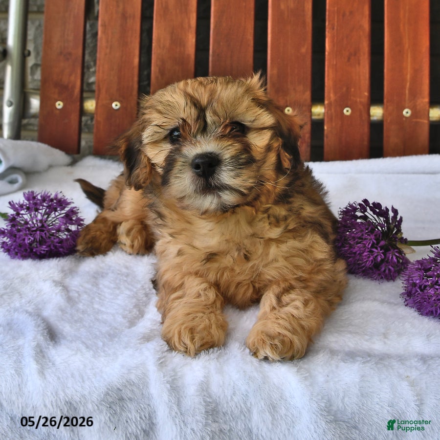 Shihpoo dogs Cookie - Ad 1