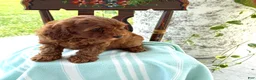 Miniature Poodle dogs for sale: Toffee - Ad 2