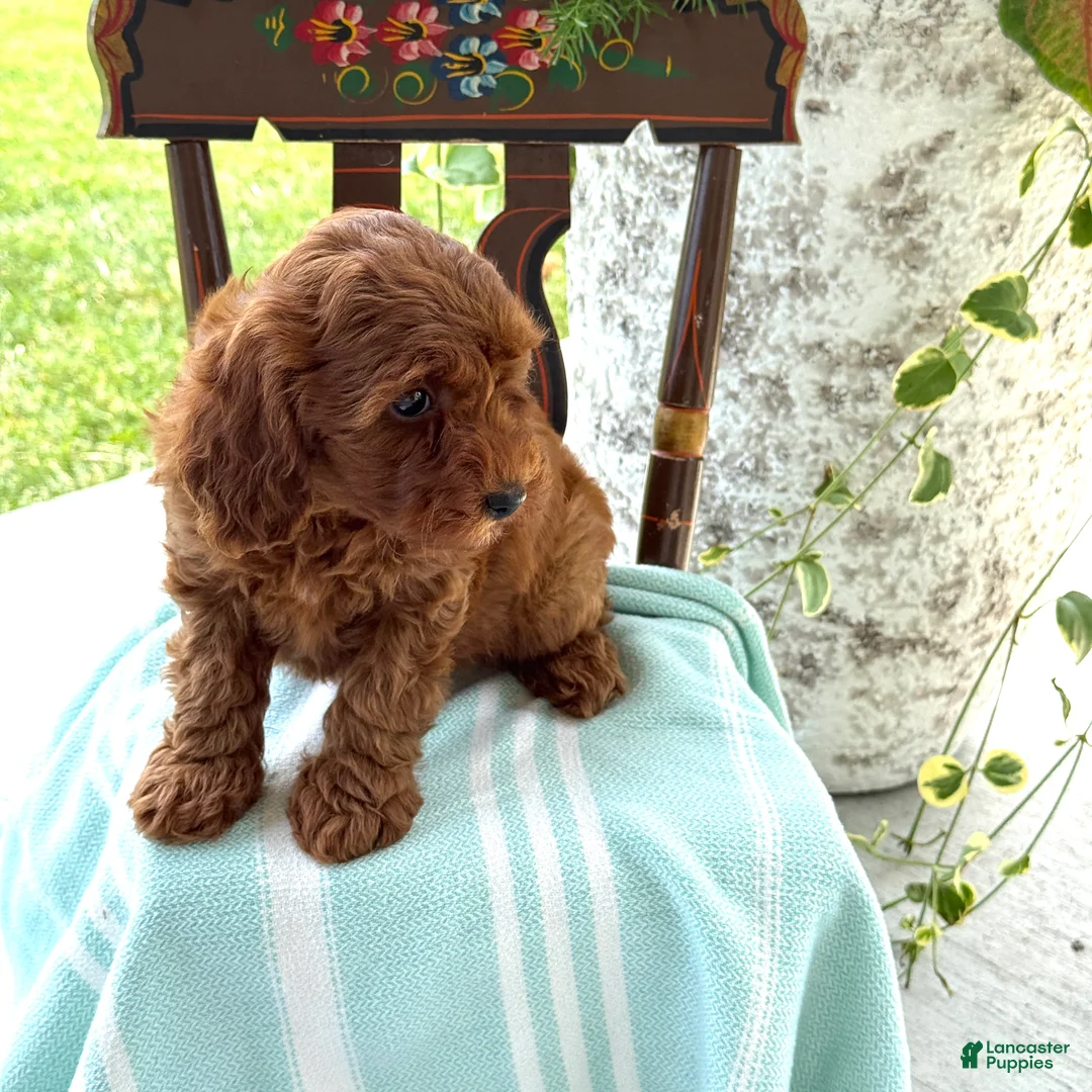 Miniature Poodle dogs for sale: Toffee - Ad 2