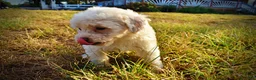 Havapoo dogs for sale: Melody-Sale!!! - Ad 8