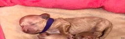 Maltipoo dogs for sale: Maltipoo Puppy 1 - Ad 3
